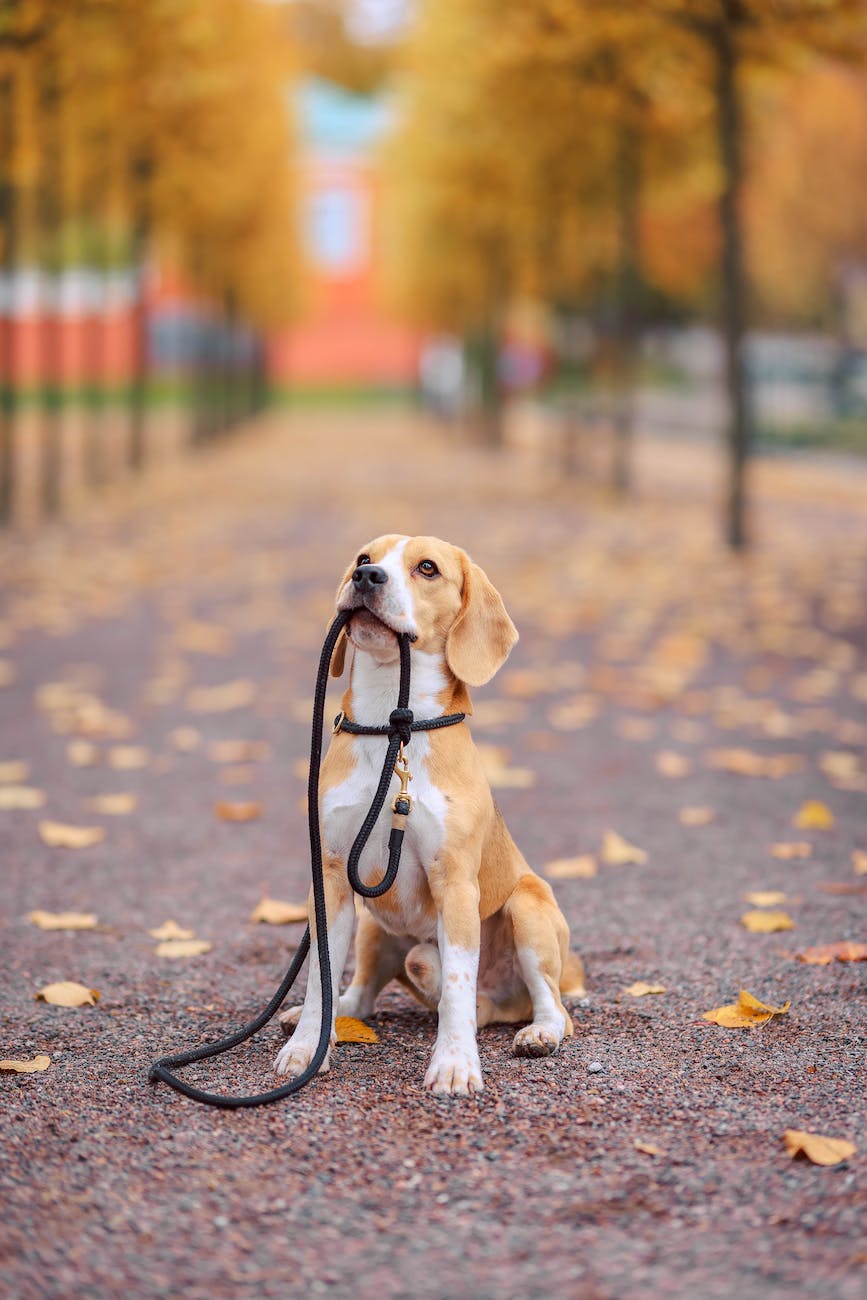 dog holding a leash in a park